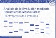 Análisis de la Evolución mediante Herramientas Moleculares: … · 2019-04-22 · Análisis de la Evolución mediante Herramientas Moleculares: Electroforesis de Proteínas CONSTRUCCIÓN