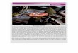 Russula emeticacuernavaca.gob.mx/wp-content/uploads/2013/09/Monografias.pdf"cuijas" ó "geckos". Son de talla mediana, de entre 44 y 50 mm de longitud. Su cuerpo es generalmente delgado