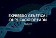 EXPRESSIÓ GENÈTICA I DUPLICACIÓ DE L’ADN · 2020-02-13 · En eucariotes la replicació del DNA comença en moltspunts, Les cadenes parentals s'obren i formen les bombolles de