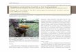 Nielegalne polowanie na ptaki w Unii Europejskiej: rozbieżność …panel.iop.krakow.pl/uploads/wydawnictwa_artykuly/64da6e5905cdc67956cef... · Migratory Bird Days): około 10 maja