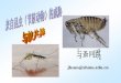 jhsun@shmu.edu - Fudan Universityfdjpkc.fudan.edu.cn/_upload/article/files/e2/31/6daacf...概念：自然疫源性 在人迹罕至的原始森 林或荒漠地区，有些疾 病原本在当地的动物间