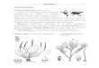 ASTERIDAE II Orden Plantaginales Familia …...Familia Acanthaceae (256/2770 ); [17/73] Hierbas, arbustos o trepadores, raro árboles. Hojas opuestas, frecuentemente con cistolitos