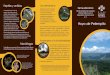 Hoyo de Pelempito - MNHNmnhn.gov.do/publicaciones2/pelempito-brochure.pdf · sobresaliendo los arácnidos y los insectos por su abundancia y diversidad. Se identi˜caron 50 morfoespecies