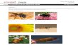 Colorfulespanol.edu.pl/dodatki/worksheet_ESG28.pdf · la mariquita la hormiga el saltamontes la mosca la araña el mosquito la libélula. II. Lectura Lee el texto y contesta las siguientes