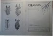 PHILLIUM SPECIES - Phasmid Study Groupphasmidstudygroup.org/files/Phasma/Phasma_8.pdf · PHILLIUM SPECIES. INLEI DING: Oe laatste afleve r ing in 1992 . 5traksl O bga.u-Pha slIIa-het