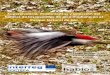 Supervivencia, movimientos y selección del hábitat …...Supervivencia, movimientos y selección del hábitat de los juveniles de pico mediano en el Parque Natural de Izki - Informe