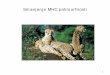 Smanjenje MHC polimorfnosti - unizg.hr · 2016-03-31 · 2Departmentot Animal Science. University ot Zagreb, Croatia Corresponding author. Dr. Haidi Arbanasic. Department of Animal