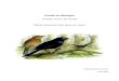 Determinación del sexo en aves · Determinación del sexo en aves Sofía González Suurbach . La determinación temprana del sexo en aves resulta de especial relevancia cuando se