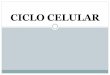 Ciclo Celular Generalidades Academia de Biología Celular UAM RO I · 2018-11-04 · Reproducción celular Es considerada como una de las características funcionales principales