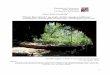 Poul Erik Lindelof floresiensis.pdf · Bunden opgave i Tema I emnet Homo Floresiensis. 19. december 2011. Billedet Liang Bua hulen på Flores, Indonesien. Det fossile kranium LB1