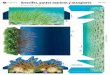 Diorama Arrecife 2 · Los arrecifes de coral se desarrollan en aguas poco profundas cercanas a la costa. Además de los corales, ahí viven una gran diversidad de peces, moluscos,