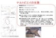 ナルトビエイの生態 - maff.go.jp · ナルトビエイの生物生態調査 2 ナルトビエイの効果的な駆除に必要となる、行動生態や二枚貝類 の食害実態把握のための調査
