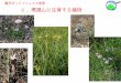 観光ガイドマニュアル研修 - Gifu University寒風山のフロラ(植物相)：毎年植物採集をして"さく葉標本"を作成している シダ植物 1ヒカゲノカズラ