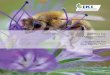 Institut für Bienenschutz Institute for Bee Protection · 2019-07-25 · To assess bee abundance, innovative methods for assessing dis-tribution and frequency of single species are