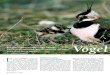 Vögel fristig überleben zu können. - natuerlich-online.ch · die Ernährungsweise des seltenen Vogels. Und fand dabei heraus, wie ihm geholfen werden kann. ... Flussseeschwalbe