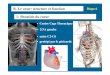 1- Situation du coeur - CanalBlogDiapo9 • Les fibres sont reliées par des Disques intercalaires • Desmosomes • Gap junctions Diapo10 Contraction musculaire Stimulation électrique