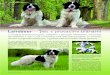 Landseer – pes s plovacími blánami - Klub | Landseer Klub · Pes přítel člověka 11/2009 V Evropě je landseer posuzován, vzhledem k výrazným odlišnostem, samostatně dle