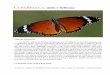 LA FARFALLA: mito e bellezza - 2019-03-01آ  la farfalla أ¨ uno dei soggetti maggiormente riprodotti