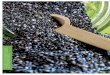 In addition to the oil pressed from the seeds, chia seeds ... · The scientific name for the chia plant is Salvia hispanica L. It belongs to the mint family and is native to southern