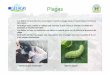 Plagas - Agroseguro€¦ · Polilla de la col “plutella xylostella ” La presencia de ninfas en el producto son imposibles de eliminar, por lo que hay que combatir la plaga antes