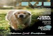 PSYKOLOGI tilSØR- AFRIKA€¦ · • Hundetrening • Være sammen med og lære om terapihunder • Adferdslære • Ridning • Innblikk i hvordan dyrevern- organisasjoner arbeider