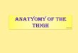 shatarat ANATYOMY OF The thigh · G r e a t S a p h e n o u s v e i n 1-drains the medial endof the dorsal venous arch 2-passes directly in front of the medial malleolus of the tibia