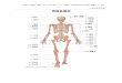 骨格各部位 - mhlw...人体各器官名称 巻末に中国語、英語、ポルトガル語、スペイン語の人体各器官名称の対訳を掲載しています。骨格各部位