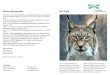 Petite bibliographie Le lynx - La libelluleL’habitat du lynx Le lynx vit en forêt, ce qui lui assure les conditions nécessaires à son mode de chasse. Il vit entre 700 et 1000m