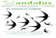 EL VENCEJO COMÚN - asociacion-andalus.org · el pájaro más perfecto: como el delfín, que ha sabido dominar su medio marino, nuestro protagonista es ese infatigable volador, el