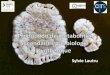 Production de métabolites secondaires par biologie synthétique€¦ ·