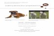 Sundhed og adfأ¦rd hos Boxer og Engelsk Bull Terrier ¥dgivning/Specialer/Speciaآ  Boxers and 123 English