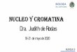 NUCLEO Y Cromatina Dra. Judith de RodasEL NUCLEO: contiene al nucleolo, al ADN, ARN, lamina nuclear y la batería enzimática para la replicación y la ... Doble hélice de ADN Cromatina