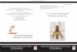 Serie de divulgación sobre insectos Cuadernillo nº 2 - Año ... · 2 7 Rasgos característicos de la especie Varios rasgos morfológicos en los individuos adultos, hacen que P