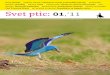Vidra Carl Friedrich Bruch Svet ptic · sezoni, kljub nesprejemljivosti na ravni EU [Schneider-Jacoby, M. & Spangenberg, A. (2010) v Denac, D. et al. (eds.): Adriatic Flyway – closing