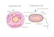 Eukaryotic cell Prokaryotic cell - St John Fisher Catholic ... · Prokaryotic cells no true nucleus, only an area where ONA is found (Pro) DNA is not associated with proteins some