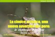 La cimice asiatica, una nuova avversità del perointerpera.weebly.com/uploads/1/7/0/4/17040934/haly... · Interpera - Ferrara 2015 Biologia in Italia •In funzione del clima può