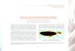estructuras de los protozoos ciliados ruminales relevantes ... 67 Los protozoos ciliados ruminales cohabitan