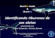 identificando tiburones de sus aletas - Defenders of Wildlife...14 - 15 de abril, 2016. identificando tiburones de sus aletas presentado por Cástor Guisande y Monica Barone. 2 de