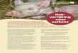 Hok- verrijking voor varkens · 2013-08-06 · bijvoorbeeld stro, hooi, hout, zaagsel, compost van champignons, turf of een mengsel daarvan (…)”. De wet verplicht boeren niet