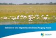 Corredor de aves migratorias del sistema Paraguay …...Uso Sustentable de los Humedales/ Wetlands International. Este informe puede citarse como sigue: Blanco, D., A. Fletcher, A