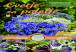 Ponudba slovenskih vrtnarjev, 2016pvd.si/wordpress/wp-content/uploads/2016/03/A5-katalog1.pdf · Gospa Nevenka ima vsako leto čudovite rože. Tudi njeno poletje je bilo v znamenju