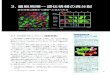 3.細胞周期ー遺伝情報の再分配 - MBL...細胞周期調節に関わる種々のサイクリンとCDK 細胞周期エンジンの活性制御 52 3-2.細胞分裂のタイミングを決めるタンパク質「サイクリン」