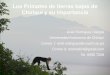 Los Primates de tierras bajas de Chiriquí y su importancia · Mono carablanca, mono capuchino r. Mono araña rojo, mono colorado offroyi Foto: Patrick Gijsbers EXTINCTO en tierras