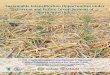 Sustainable Intensification Opportunities under · Sustainable Intensification Opportunities under Current and Future Cereal Systems of North-West India 1 1. Introduction Rice (Oryza