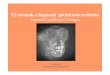 Új távlatok a fogászati góckeresés területénGAL AXIS / GALILEOS Implant - Foldesi, Katalin * 57.04.05 [2009.03.02., Workspace Image Analysis View Plan Implant Heip Plan I Bruszik