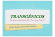 TRANSGÉNICOS - ecoescolas.abae.pt · Os transgénicos no mercado são seguros Os transgénicos são benéficos para a agricultura. Mais do mesmo? "A evolução do melhoramento de