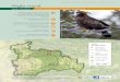 OBSERVATOIRE BIODIVERSITÉ MONT-VENTOUX Aigle royal Oiseaux… · L’Aigle royal exploite un vaste territoire, de 40 km² à plus de 150 km², qui varie en fonction de la densité