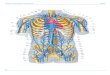 Атлас анатомии человека Веныatlas-sev.ru/pdf/pictom3.pdf · 2018. 9. 13. · 9 Атлас анатомии человека Вены Система верхней