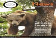 Plågade björnar får nytt liv i reservat · Animal Protections arbete runt om i världen. ... av arbete med elefanter. De har också ett nätverk av specialister knutna till sig