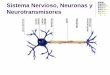 Sistema Nervioso, Neuronas y Neurotransmisores · nuestra vida mental implica la actividad del sistema nervioso, especialmente el cerebro. Este sistema nervioso está compuesto por